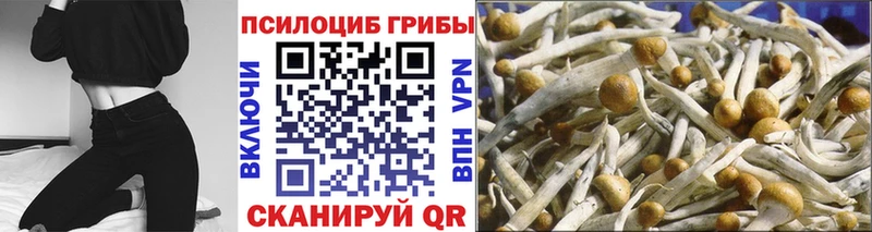 blacksprut как войти  Каменск-Уральский  Галлюциногенные грибы Psilocybe 